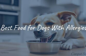 Healthy happy dog eating a bowl of special allergy-friendly dog food, clean kitchen background, soft lighting, realistic.