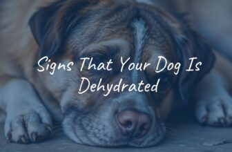 A dehydrated dog showing symptoms like loose skin, dry nose, and sunken eyes, lying down with low energy, realistic style.