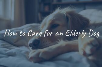 An elderly golden retriever resting comfortably on a soft bed, gentle sunlight, cozy home environment, realistic.