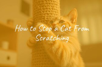 A happy cat scratching a sturdy scratching post, home environment, warm lighting, realistic style.