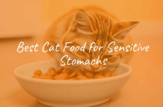 Healthy cat eating from a bowl, high-quality wet food, simple ingredients, clean background, warm lighting, realistic.