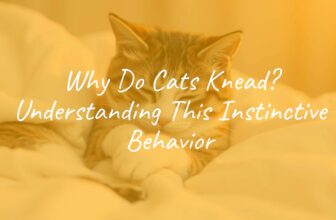 A cozy domestic cat kneading a soft blanket with its paws, warm lighting, peaceful atmosphere, realistic.