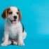 Natural Food and Tips for Dogs with a Sensitive Stomach