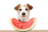 8 Single-Ingredient Treats Your Dog Will Love!