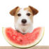 How Cats and Dogs Can Improve Your Health and Personality