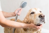 Clean Your Pet Using Wipes & Other Alternatives