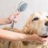 Choosing the right dog food for your breed