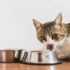 Can a cat eat eggs?
