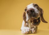 Natural Food and Tips for Dogs with a Sensitive Stomach