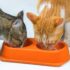 Best Cat Food For Constipation