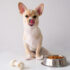 6 Steps to Introduce a New Cat to Your Dog