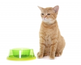 Best Cat Food For Constipation