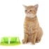 Best Dog Food For Sensitive Stomach & Vomiting