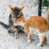 Vet Recommended Cat Food