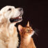 Choosing the right dog food for your breed