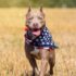 Are Pit Bulls REALLY “Bad” Dogs?