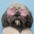Dogs Cannot Have Down Syndrome: What to Know About Similar Conditions