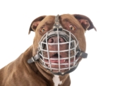 Pitbulls Training and Safety