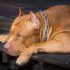 Best Dog Food For Pitbulls