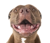 10 False Myths About Pitbulls