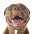 Everything about pitbulls