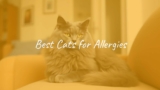 Best Cats for Allergies