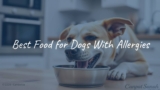 Best Food for Dogs With Allergies