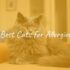 Best Cats for Kids