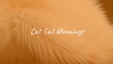 Cat Tail Meanings