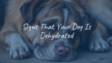 Signs That Your Dog Is Dehydrated