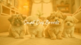 Small Dog Breeds
