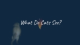 What Do Cats See?