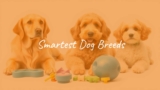 Smartest Dog Breeds