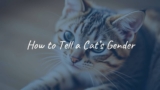 How to Tell a Cat’s Gender