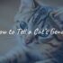 Cat Tail Meanings