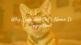 Why Your Girl Cat&rsquo;s Name Is Important