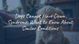 Dogs Cannot Have Down Syndrome: What to Know About Similar Conditions