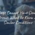 Facts About Cats