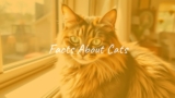 Facts About Cats