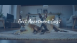 Best Apartment Dogs