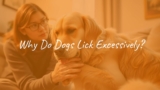 Why Do Dogs Lick Excessively?