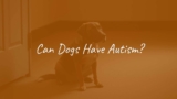 Can Dogs Have Autism?