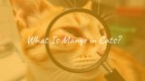What Is Mange in Cats?