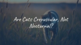 Are Cats Crepuscular, Not Nocturnal?