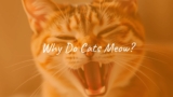 Why Do Cats Meow?