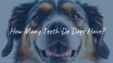 How Many Teeth Do Dogs Have?