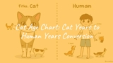 Cat Age Chart: Cat Years to Human Years Conversion