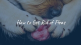 How to Get Rid of Fleas