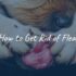Bravecto for Dogs: A Comprehensive Guide to Flea and Tick Prevention