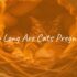 How Long Do Cats Live?